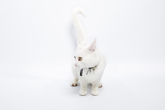 Jack Burgess tweet media