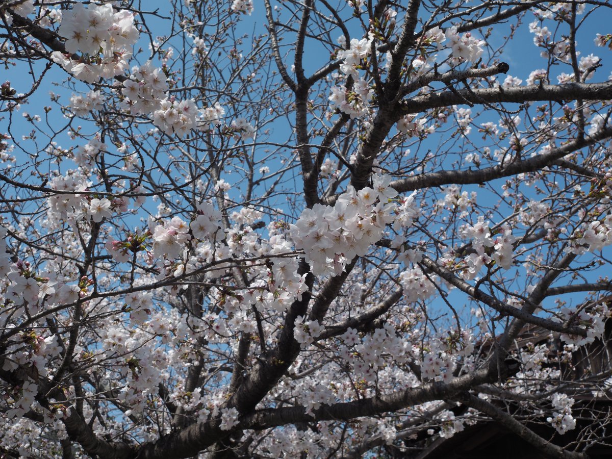machiororo's tweet photo. 花見日和🌸 https://t.co/M2tXJXZsbu