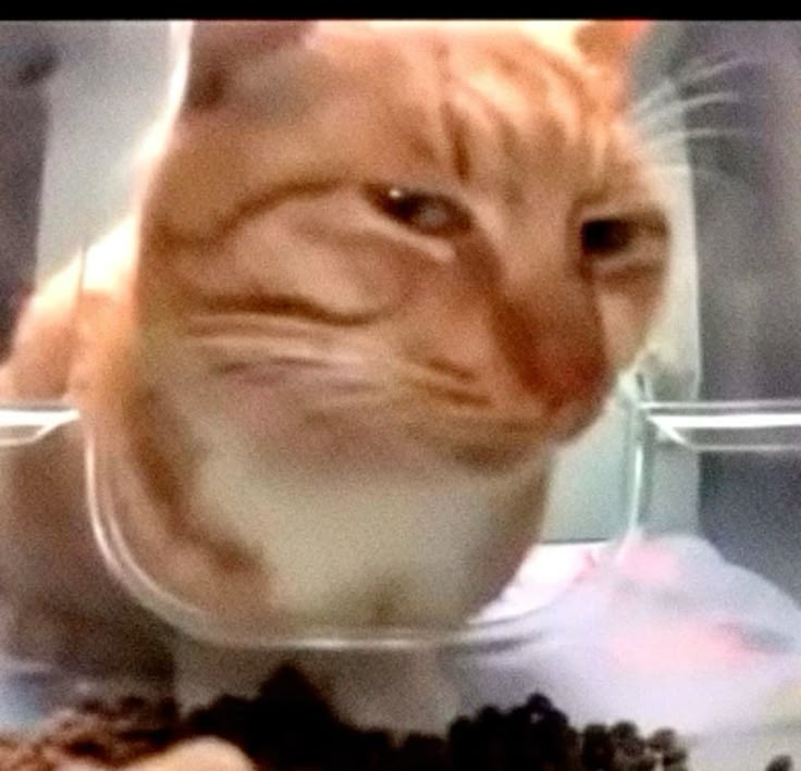 Elleveutdulove tweet media