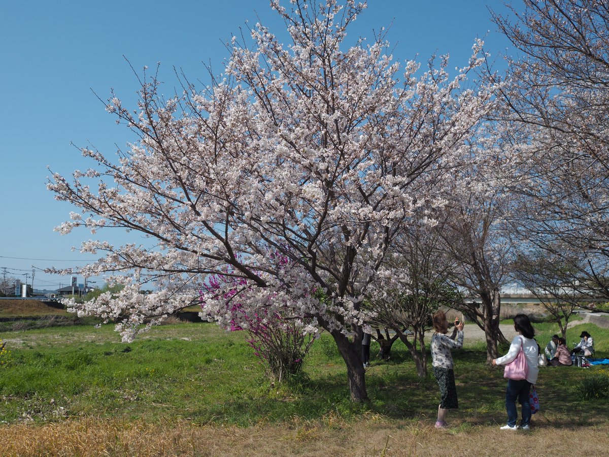 machiororo's tweet photo. 花見日和🌸 https://t.co/M2tXJXZsbu