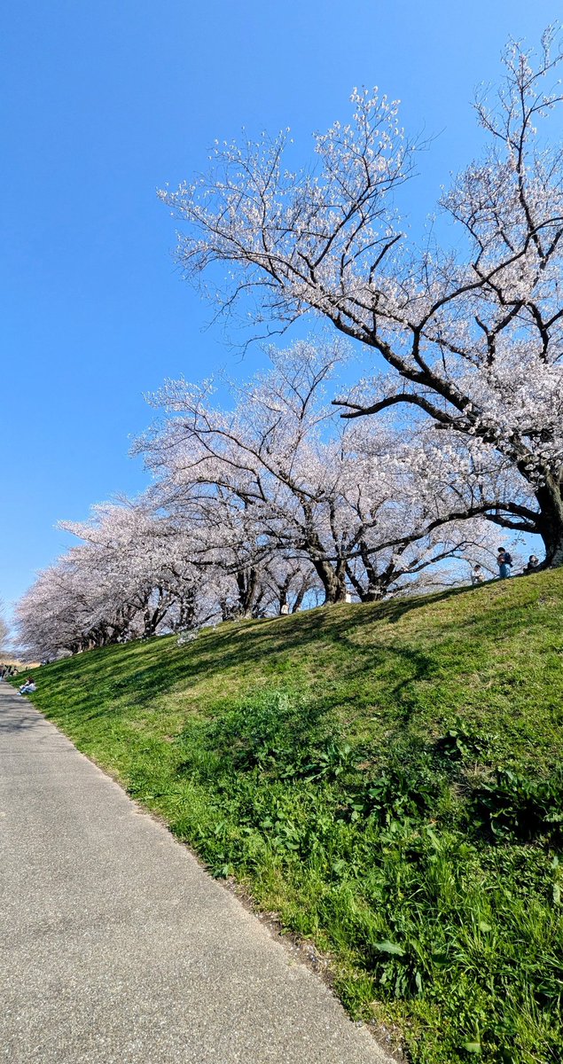 Keitom土地が好き tweet media