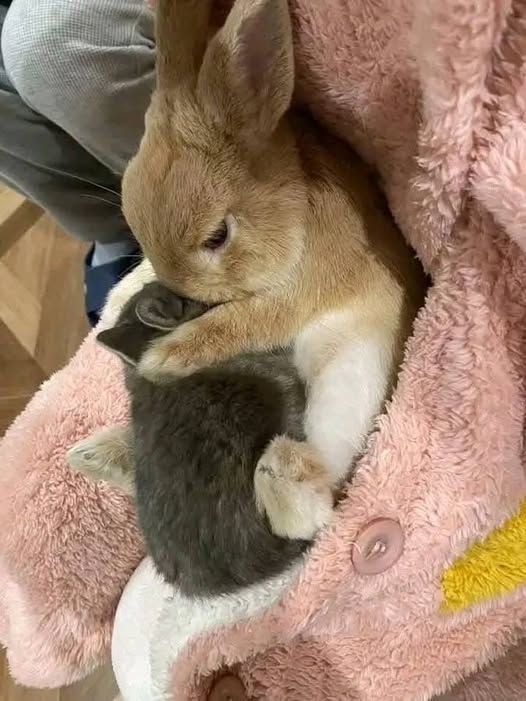 thepopularanimals tweet media