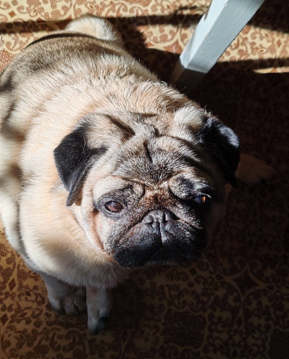 BadAngryPanda tweet media