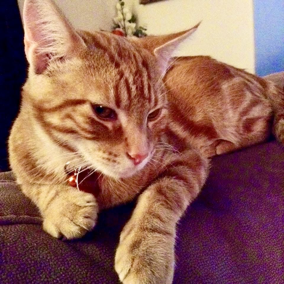 Felix Ginger Boy 🧡🧡🧡 tweet media