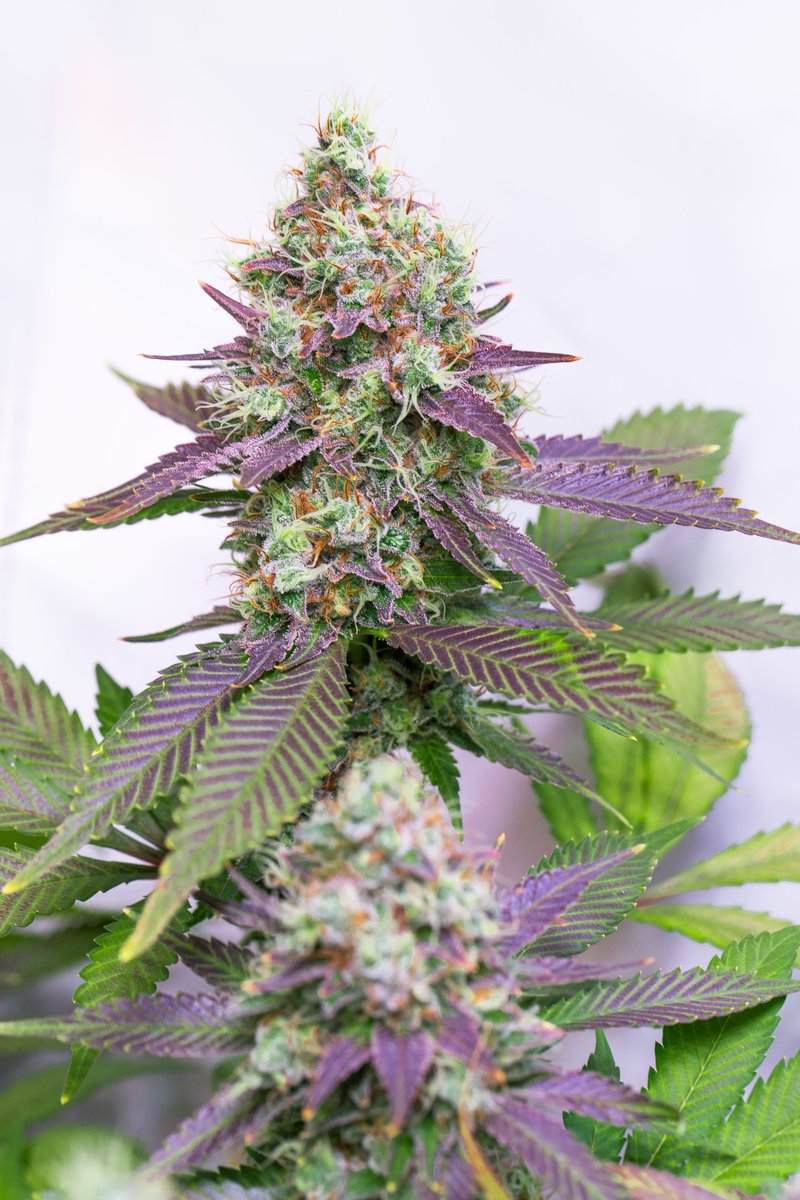 TERPYZ MUTANT GENETICS tweet media