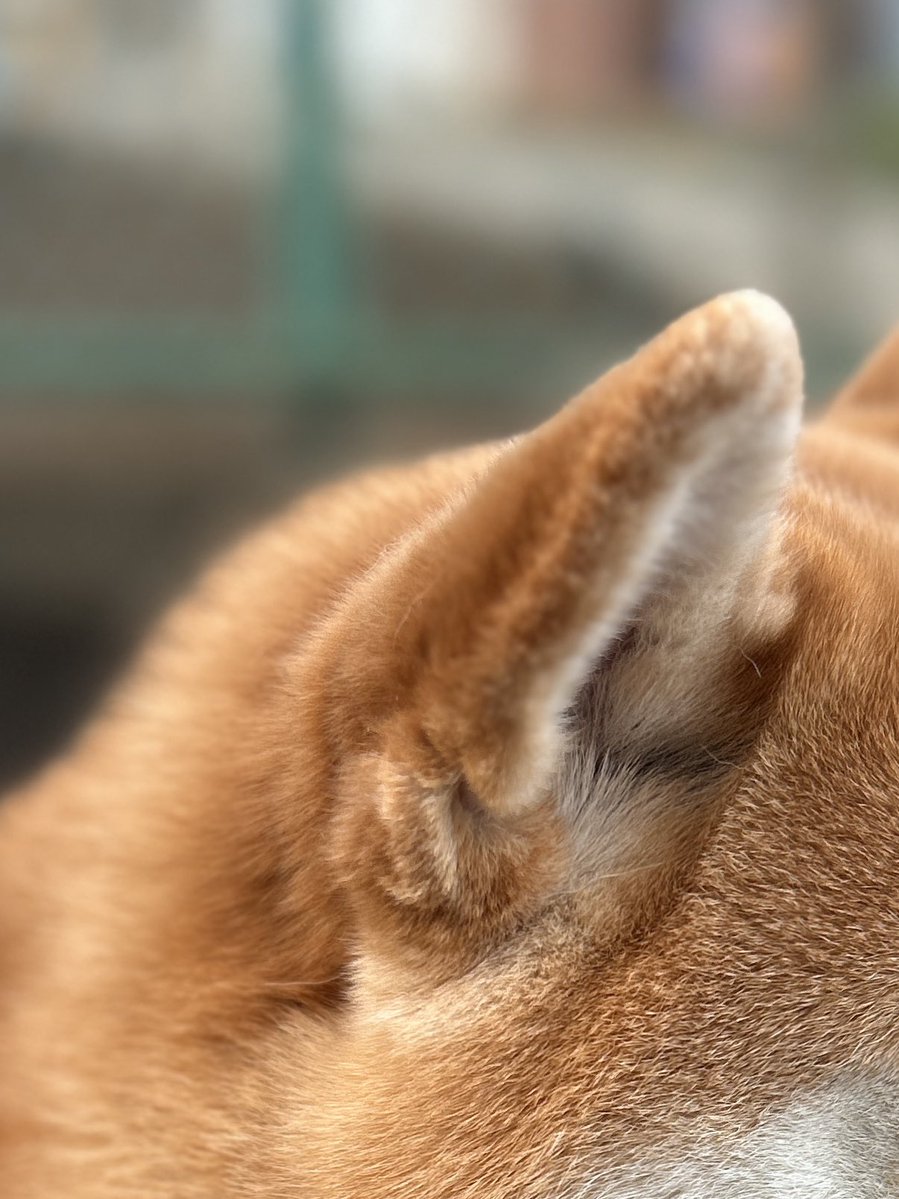 福ちゃん禄ちゃん tweet media