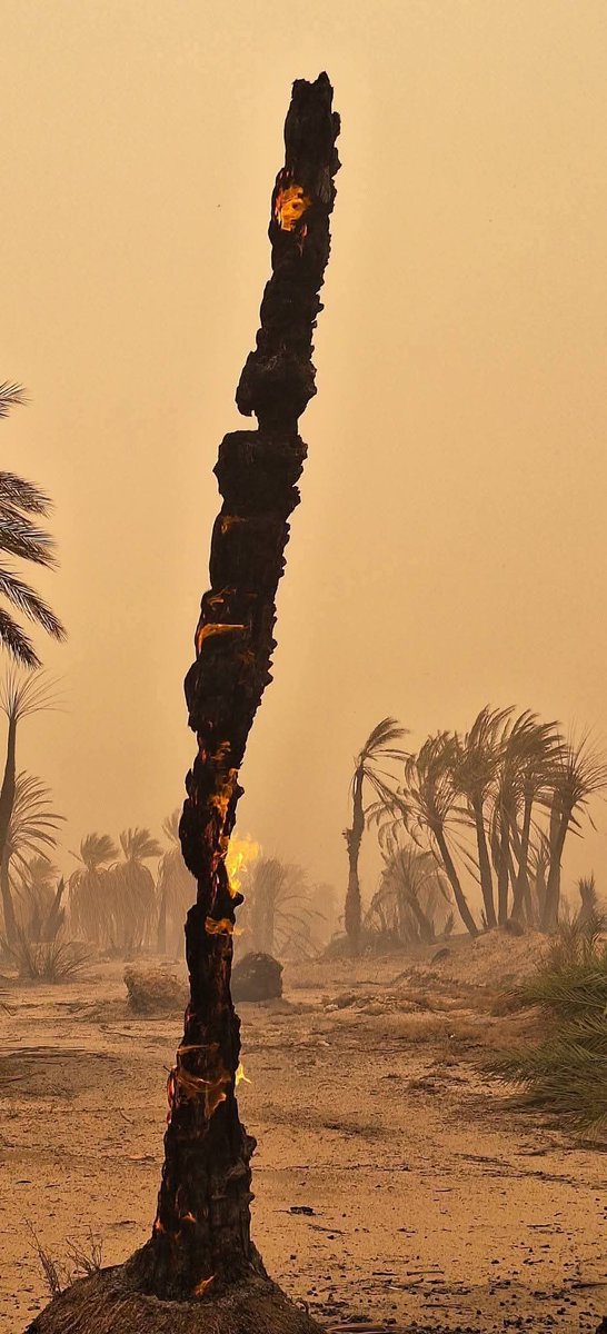 معتز الفاخري tweet media