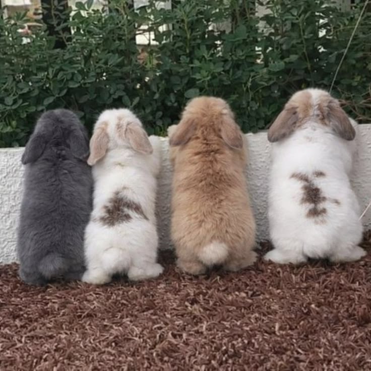 thepopularanimals tweet media