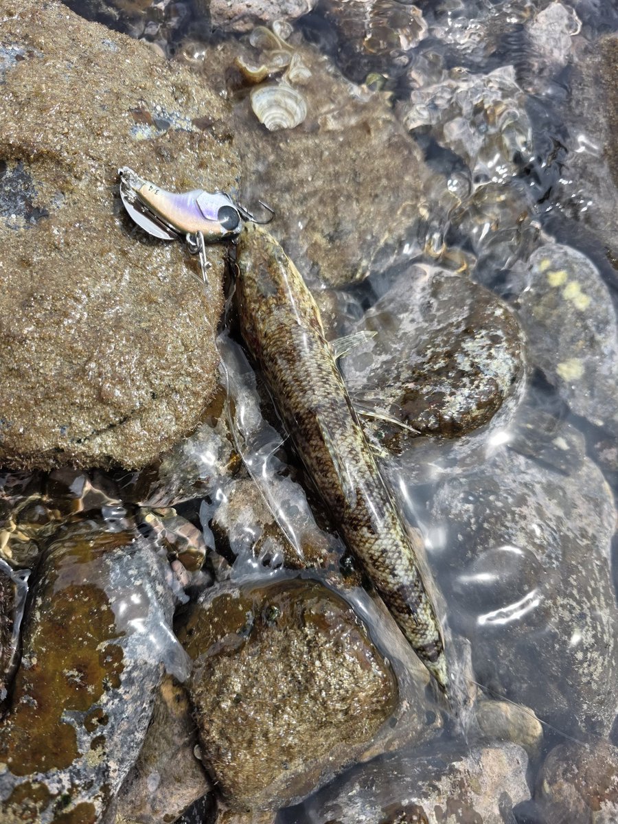 村江名∈″･⊃ウズィ tweet media