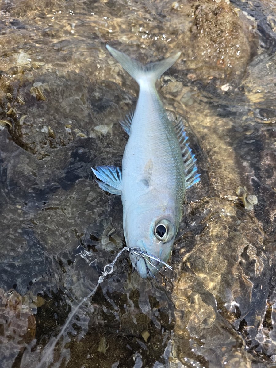 村江名∈″･⊃ウズィ tweet media