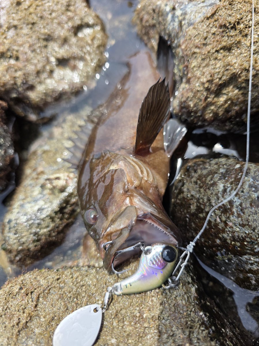 村江名∈″･⊃ウズィ tweet media