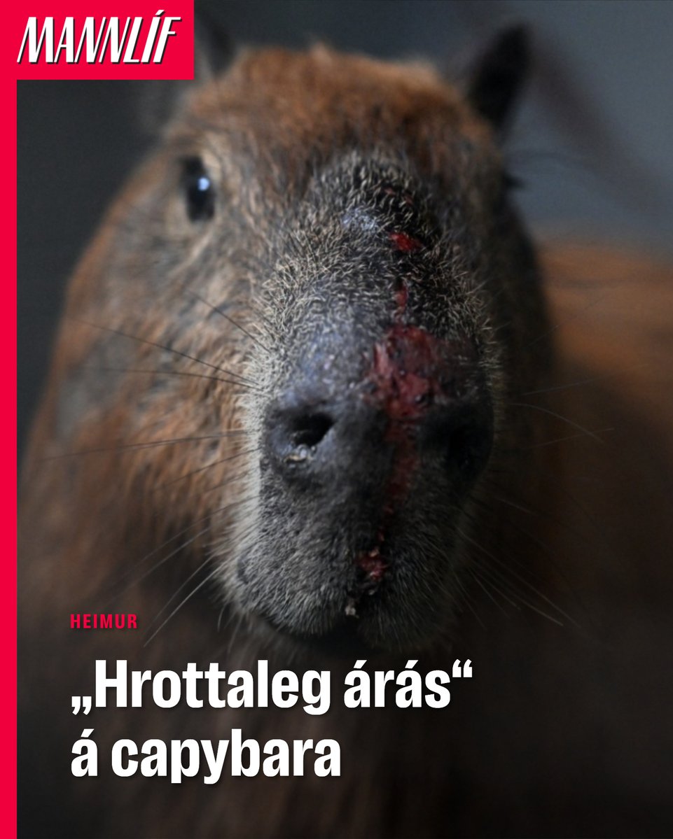 Heimildin tweet media