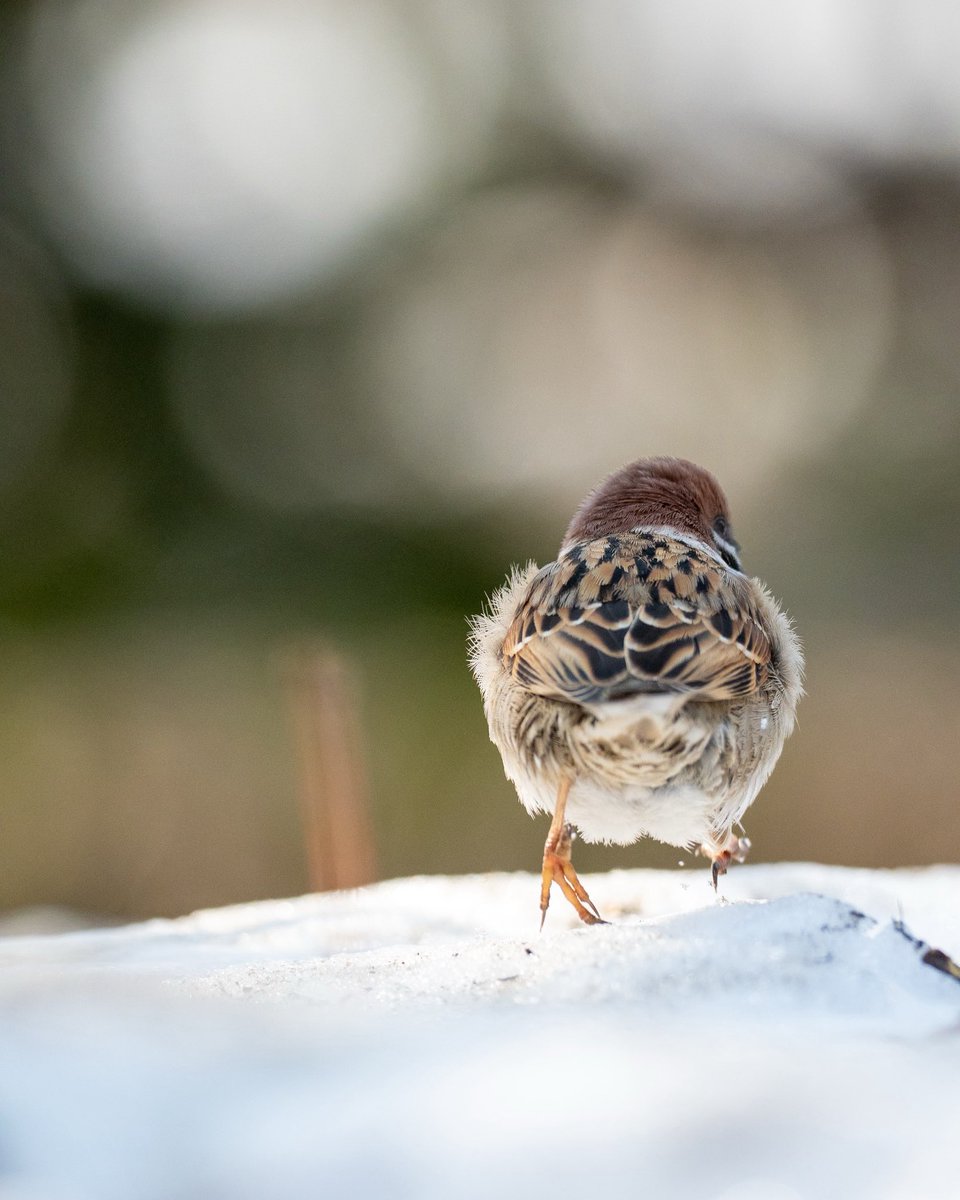 いまいごう@スズメ写真家 tweet media
