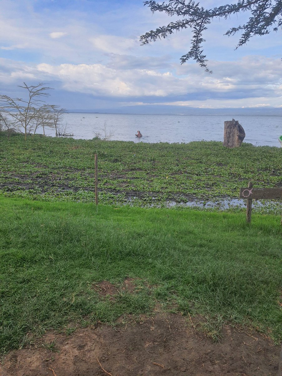 Dennis Ohuru tweet media