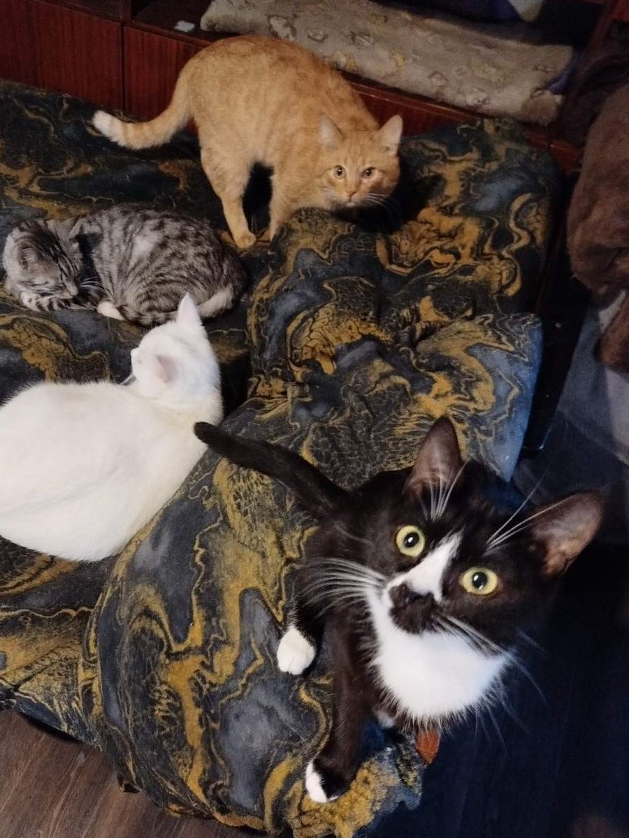 Кот Шурик из Беловежской пущи и его большая семья tweet media