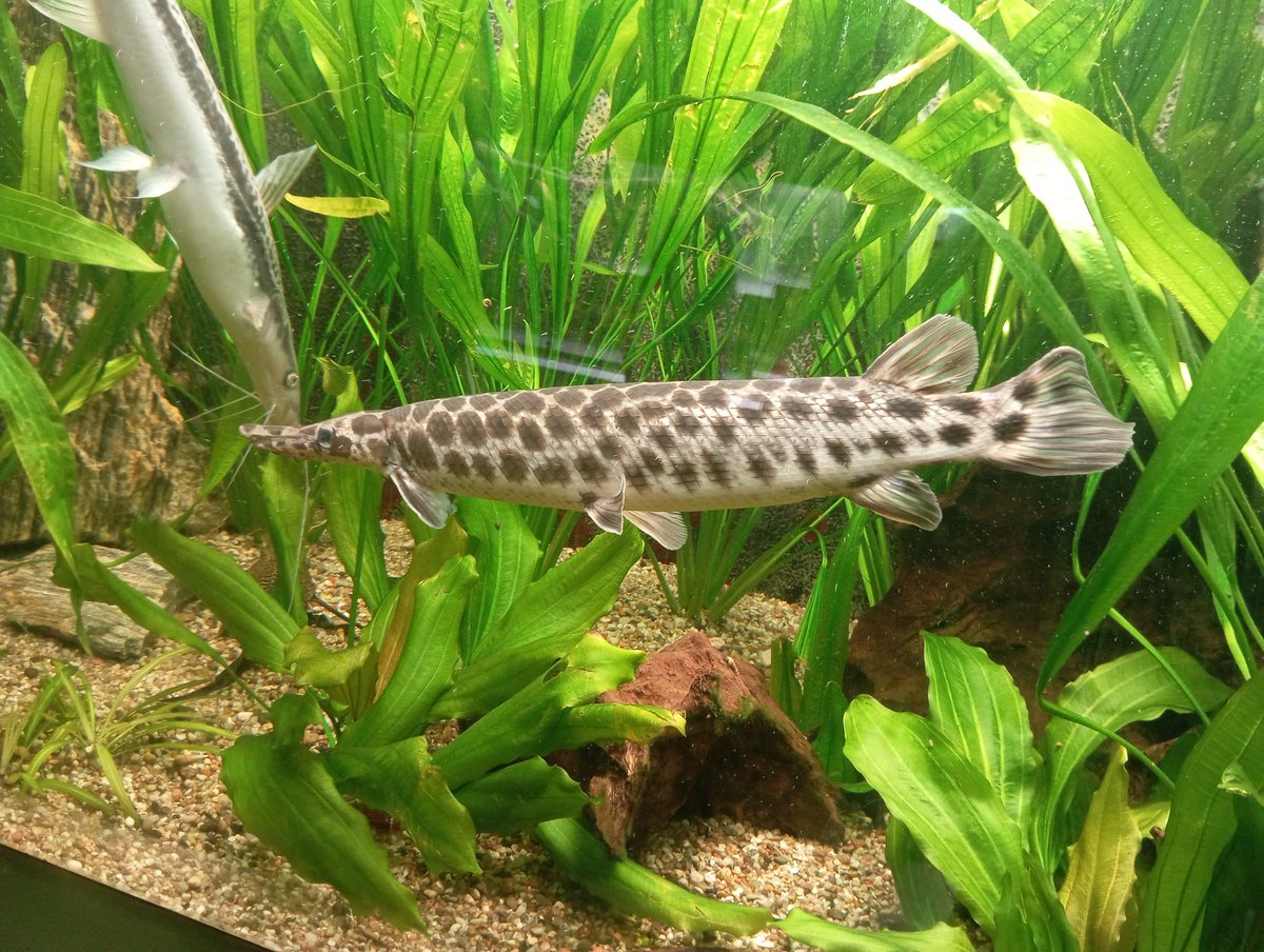 Patrycja 🌘|| ɪ'ᴍ ᴄᴏᴏᴋᴇᴅ ᴇʀᴀ 💀🛐🐈‍⬛ tweet media