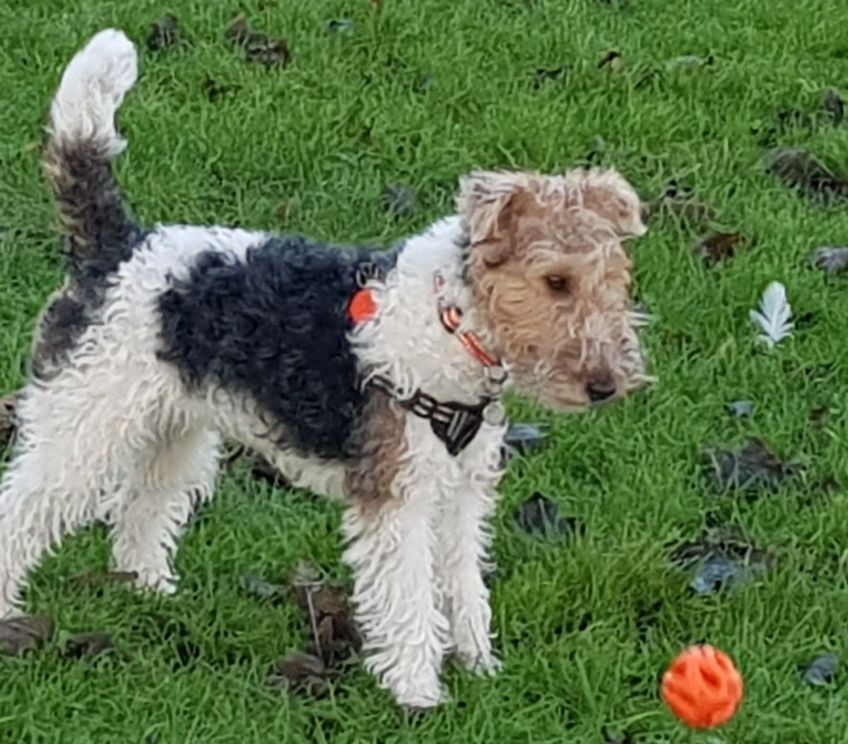 rmpk & Flora the Foxie 💚🇺🇦 tweet media