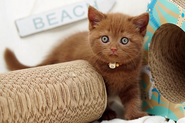 Diego Listen tweet media