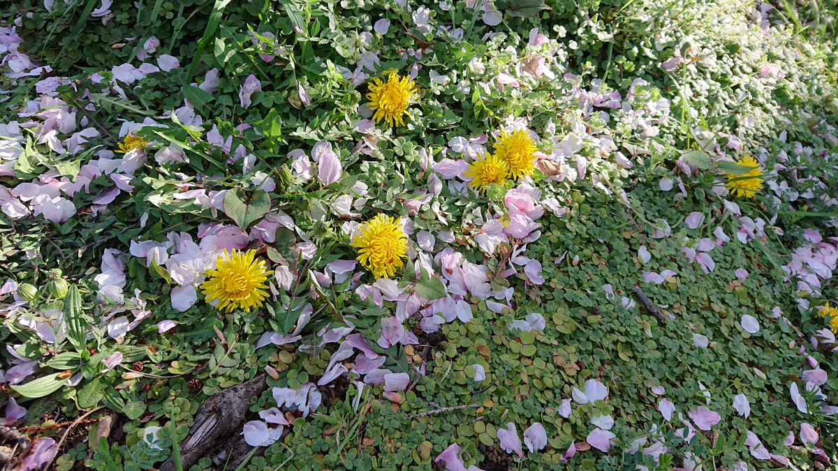 hiro_kero tweet media