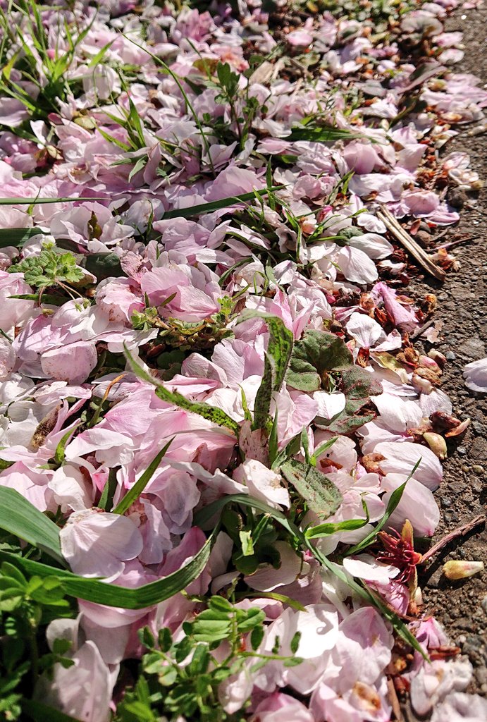 hiro_kero tweet media