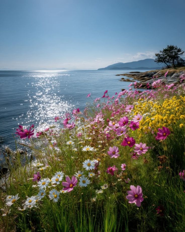 Aleksandar Mitrovic tweet media