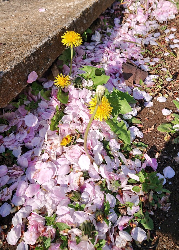 hiro_kero tweet media