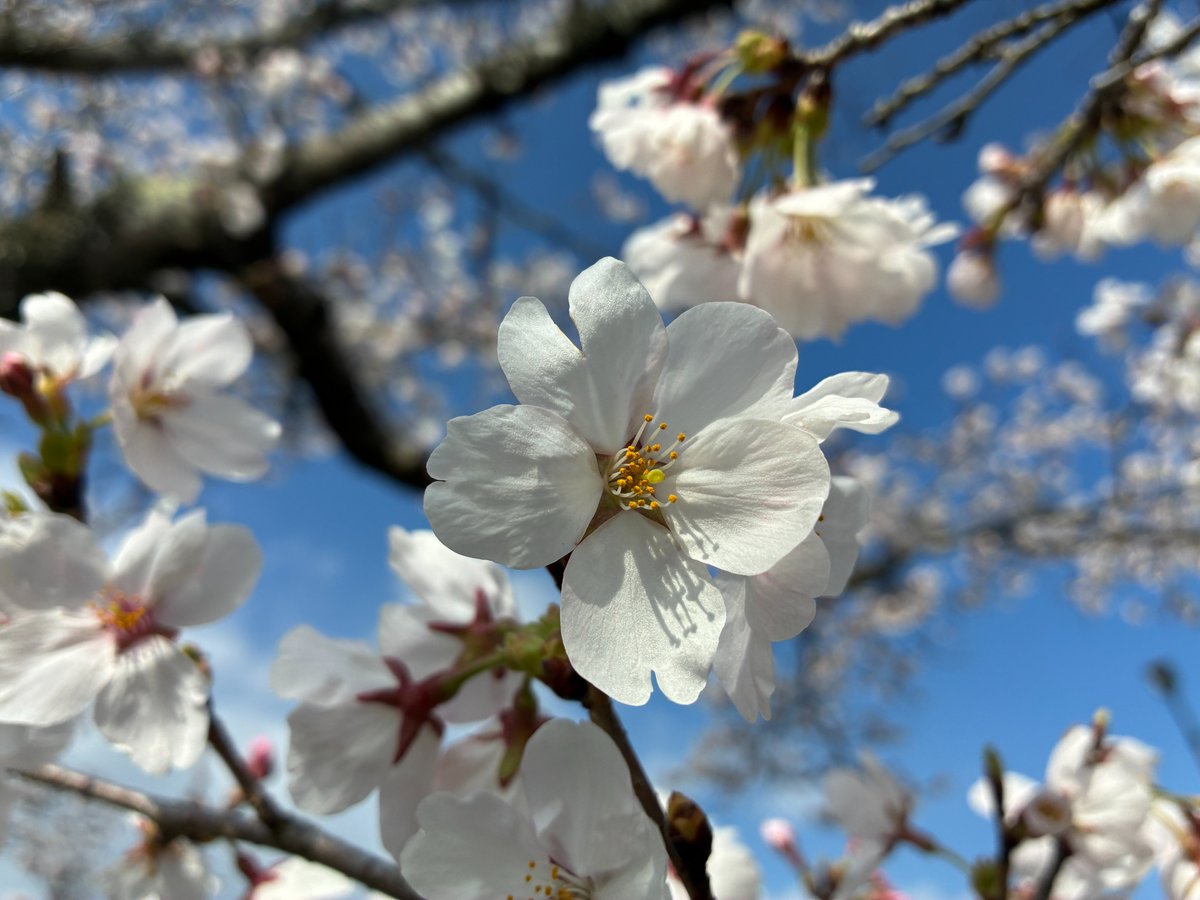 国営備北丘陵公園【公式】 tweet media