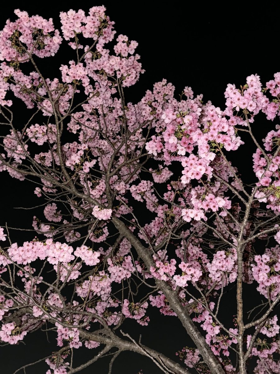 ベラ🍓 tweet media