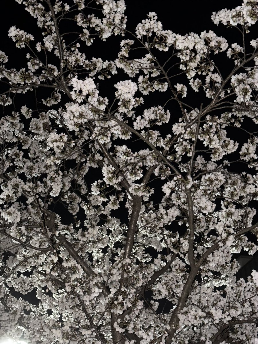 ベラ🍓 tweet media