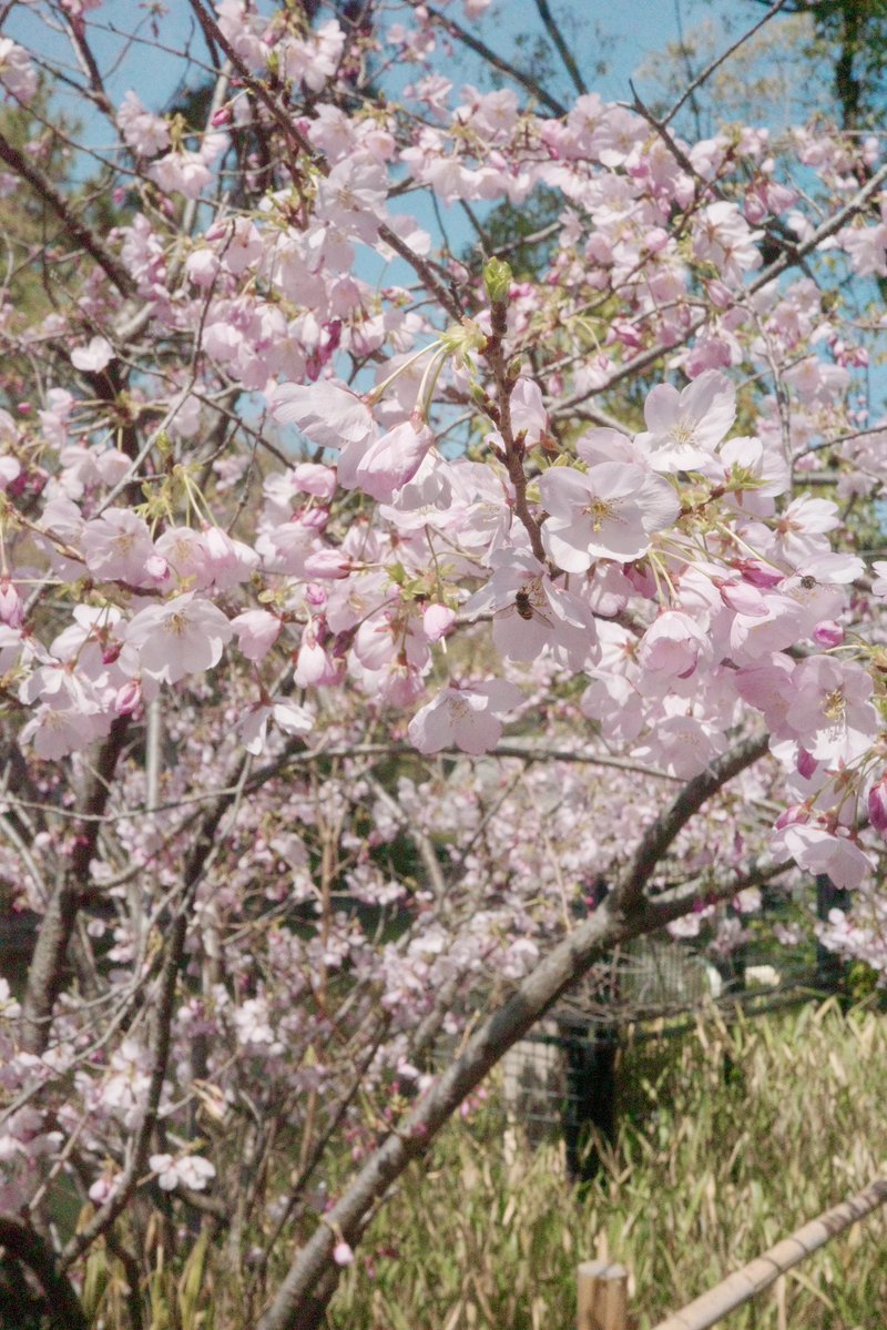 ベラ🍓 tweet media