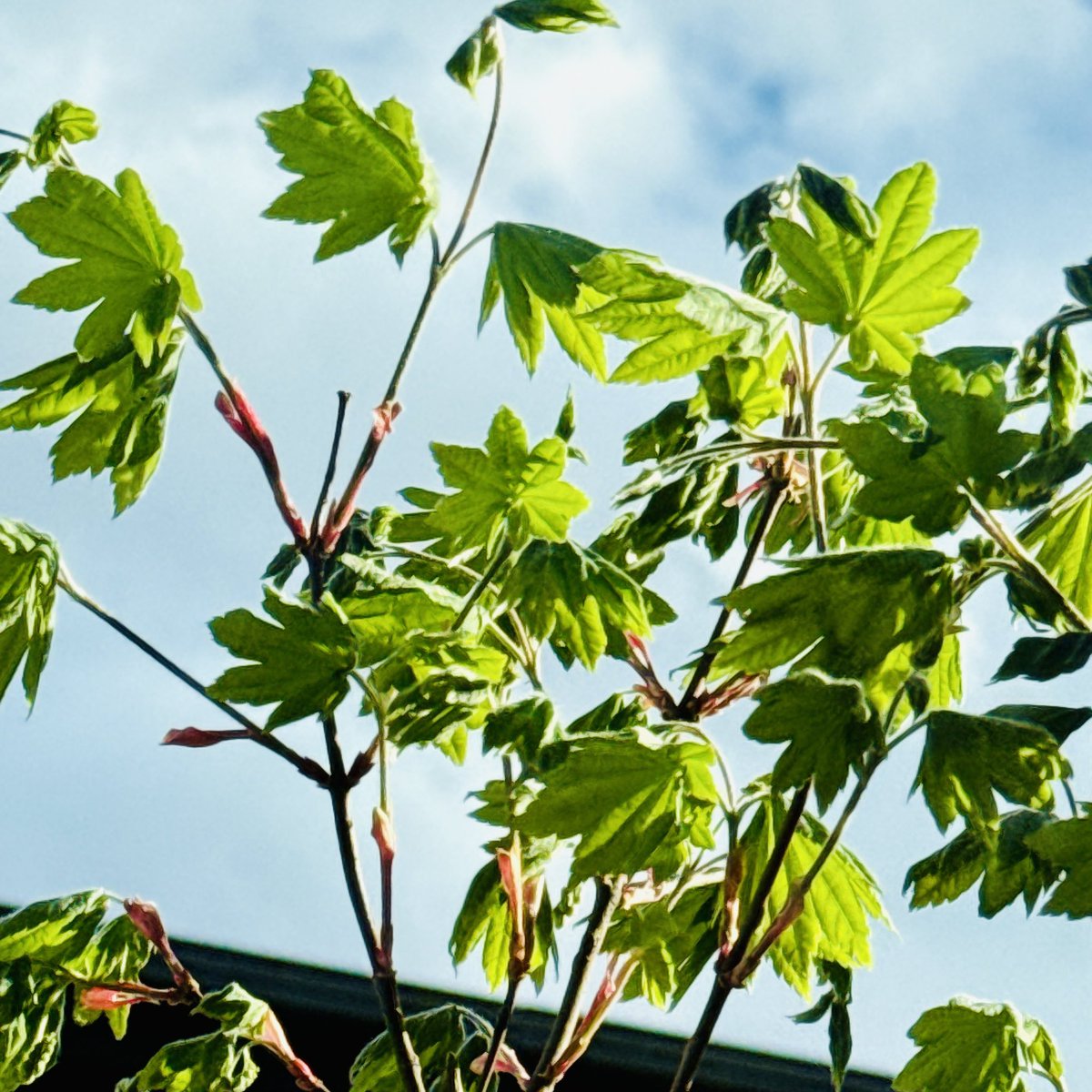 ズボジョー🏡一条グラスマ Like@Myhome໒꒱· ﾟ tweet media