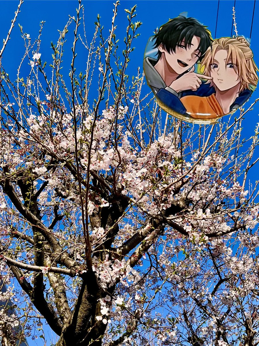 ご近所の桜🌸
ここ最近の雨風で
すっかり葉桜になりつつあります🌿
もう少し楽しみたいのになー

 #てんぶんのいち
 #てんいちずかん