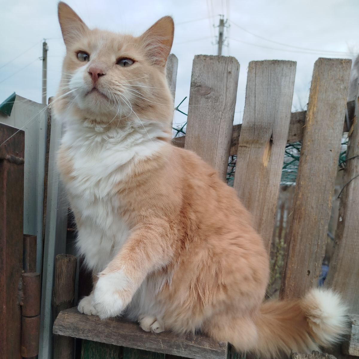 Кот Шурик из Беловежской пущи и его большая семья tweet media