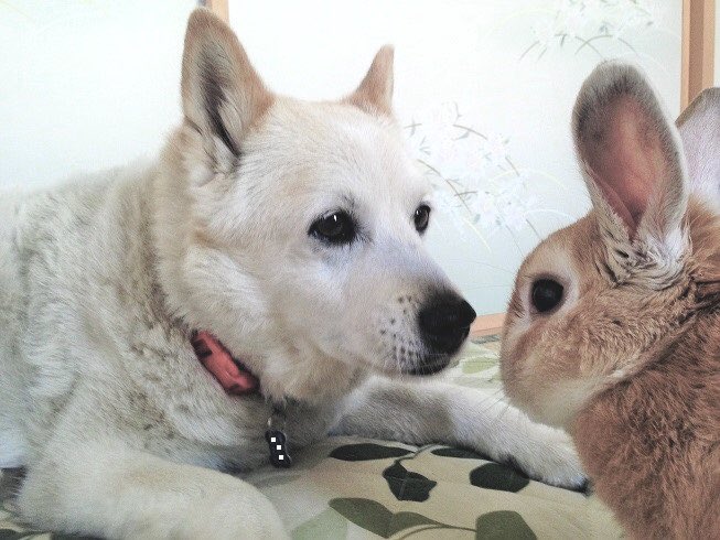 東雲 鈴音 tweet media