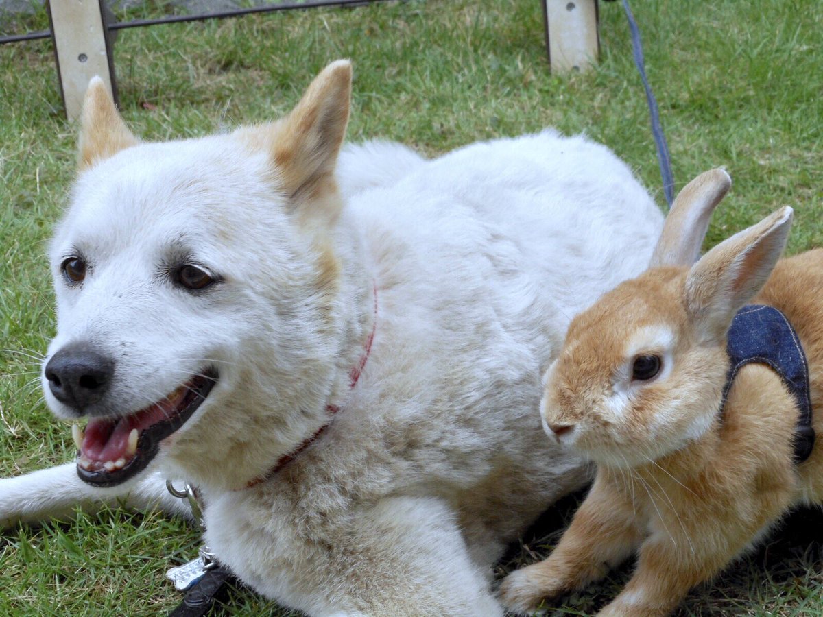 東雲 鈴音 tweet media