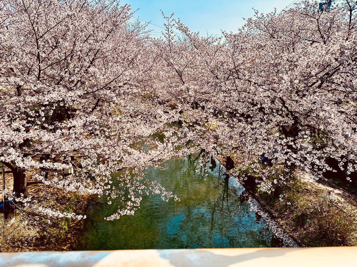 桜、綺麗やった𓂃🌸𓈒𓏸
