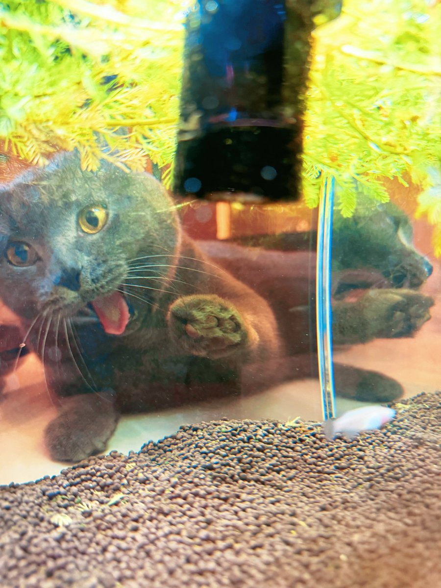 ブリオくんは猫なのさ tweet media