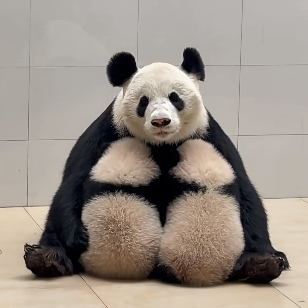 Aster 🥷 tweet media