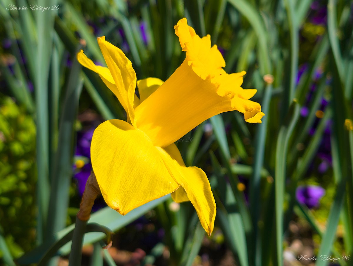 Amadeo Elduque tweet media