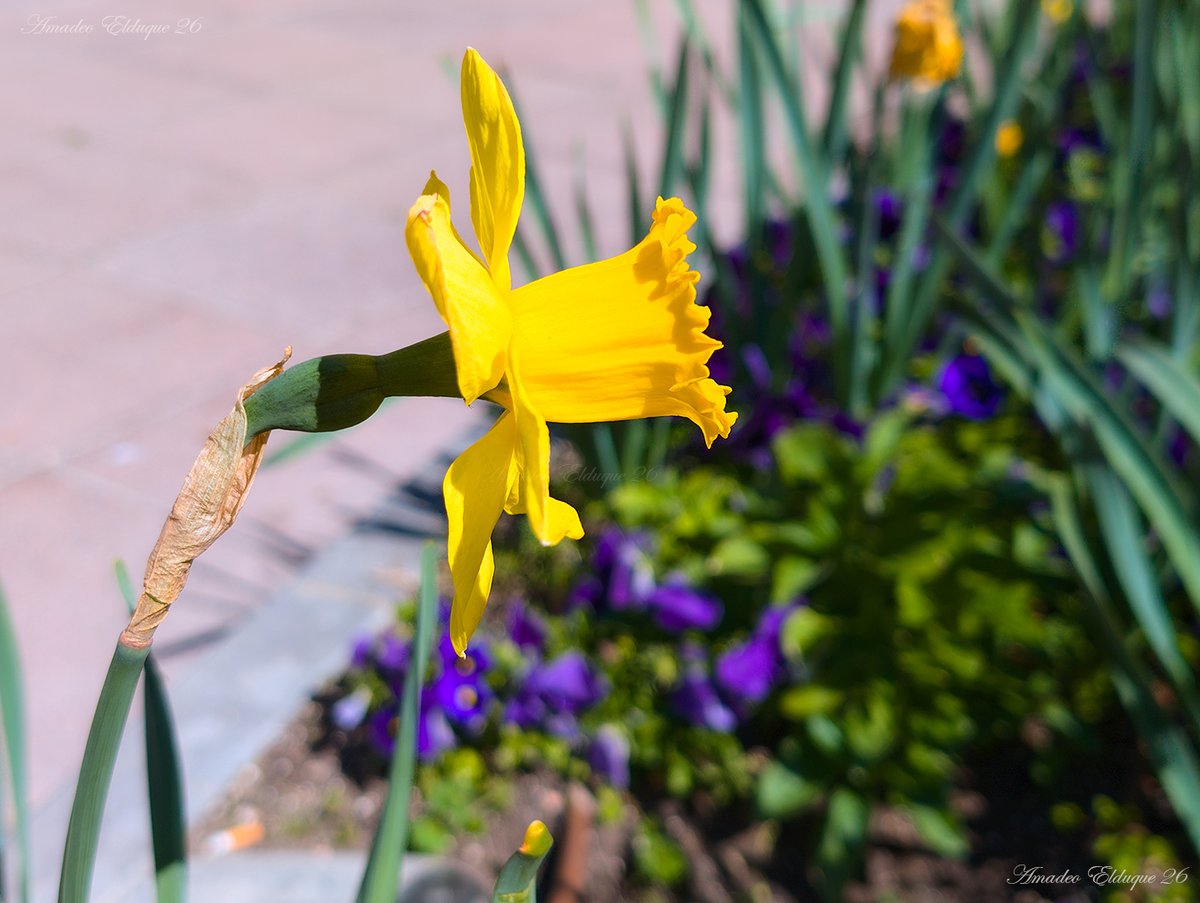 Amadeo Elduque tweet media