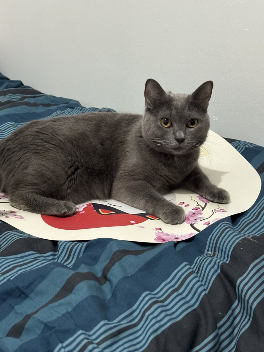 Cure Dents tweet media