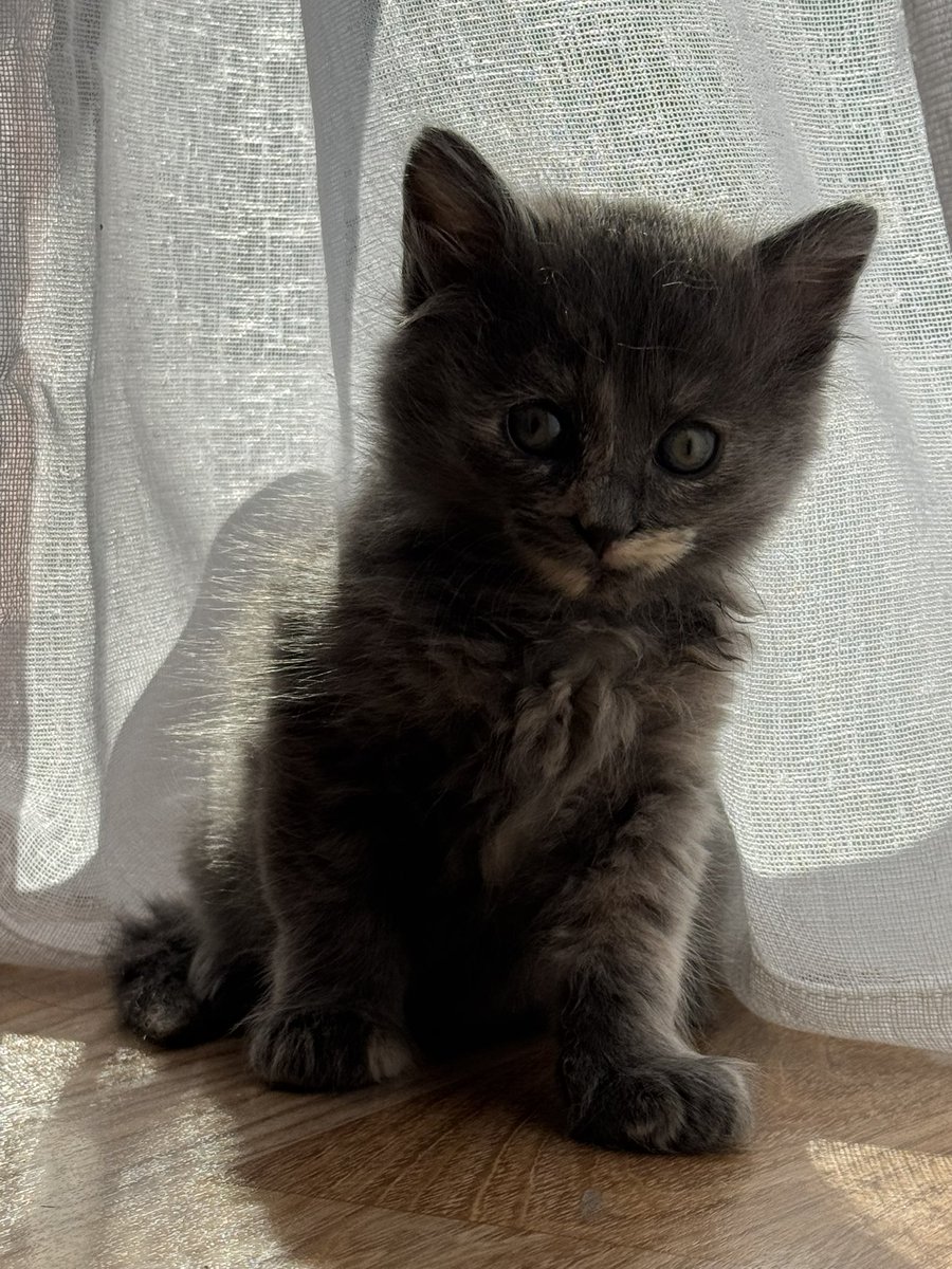 Cure Dents tweet media