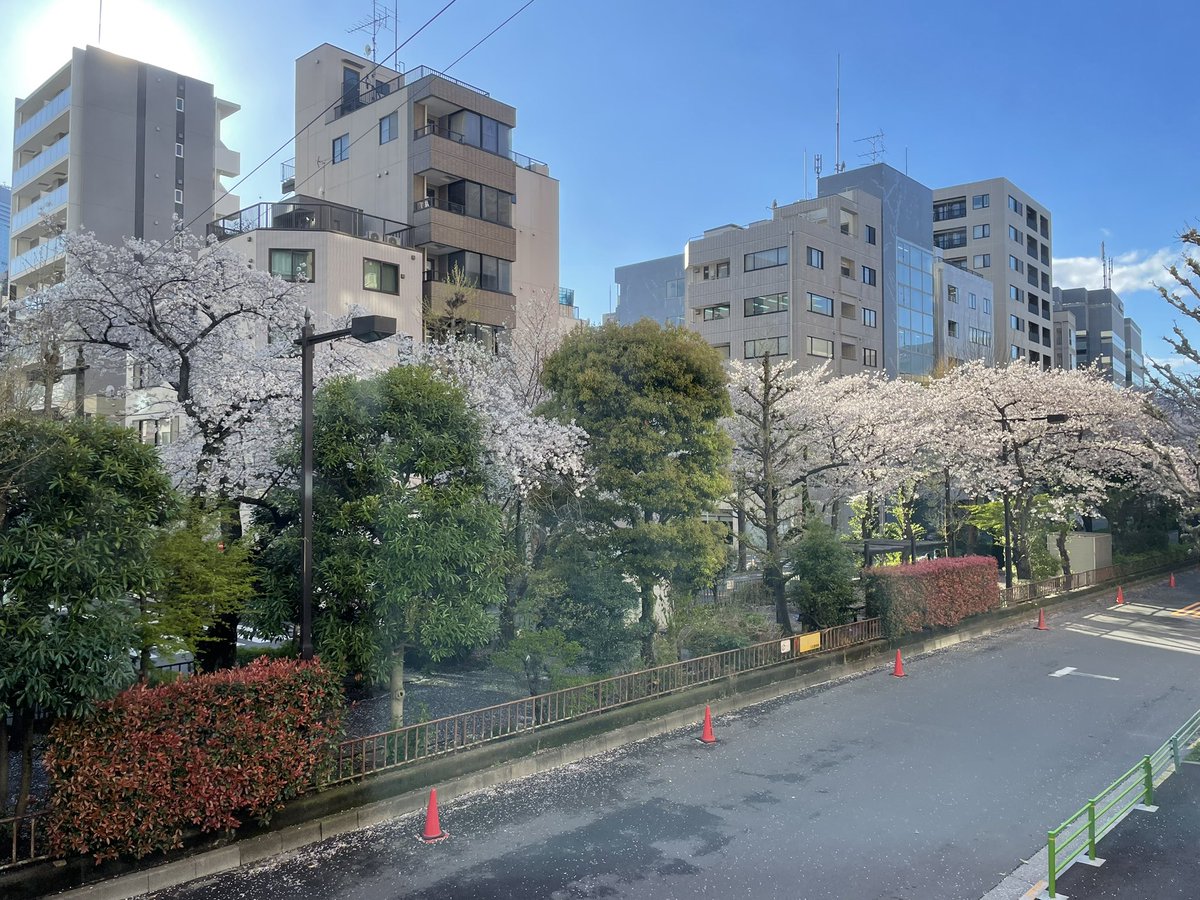 tanne_hamacho's tweet photo. 先週末のイベントにはたくさんのお客様にお越しいただきました。あらためて御礼申し上げます！

さて引き続き浜町緑道の桜は見頃です。とくに2階のラウムから眺めるのはサイコーなので、ぜひ土曜にいらしてください🌸 https://t.co/moCtcOCz8S