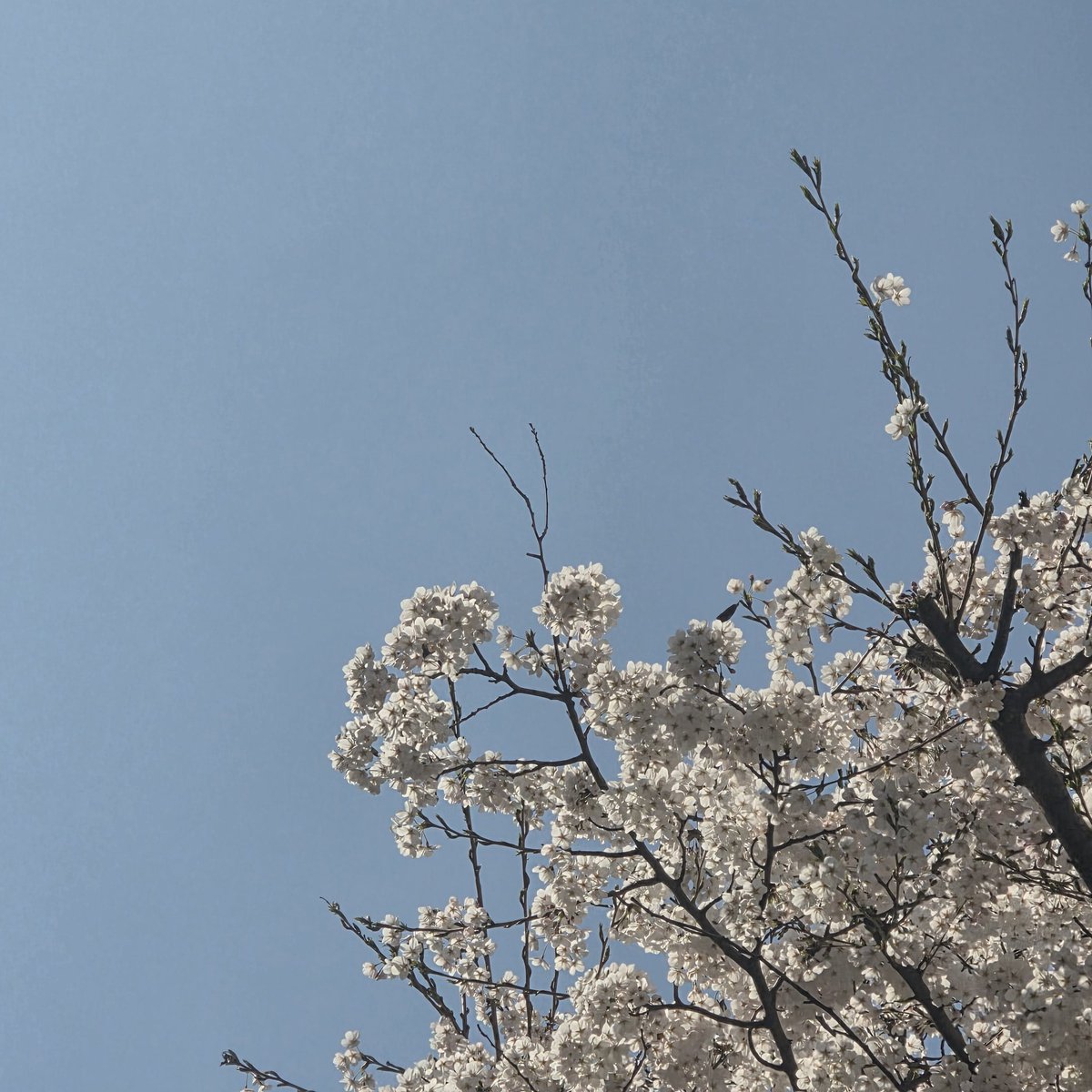 leewhiso's tweet photo. 봄이당🌸 https://t.co/ZOW6uBgd9q