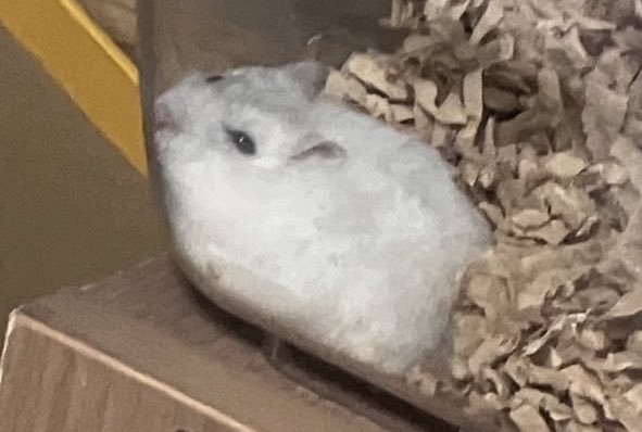 緋葵とはむちゃんねる tweet media