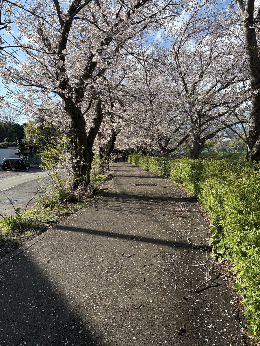 FujichanK's tweet photo. とある池の桜🌸が、咲いています^_^ https://t.co/EPqcCMCkXE