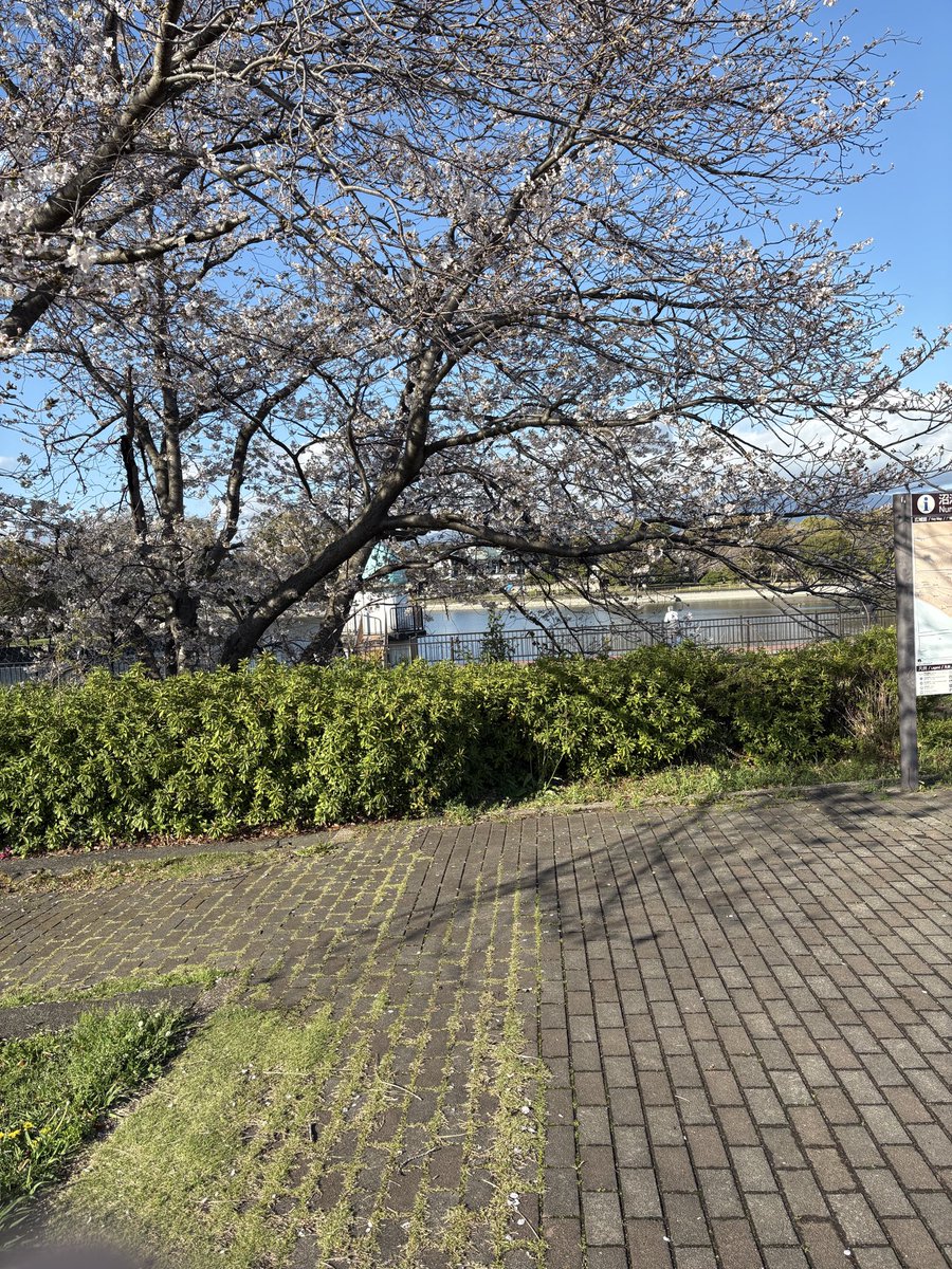 FujichanK's tweet photo. とある池の桜🌸が、咲いています^_^ https://t.co/EPqcCMCkXE