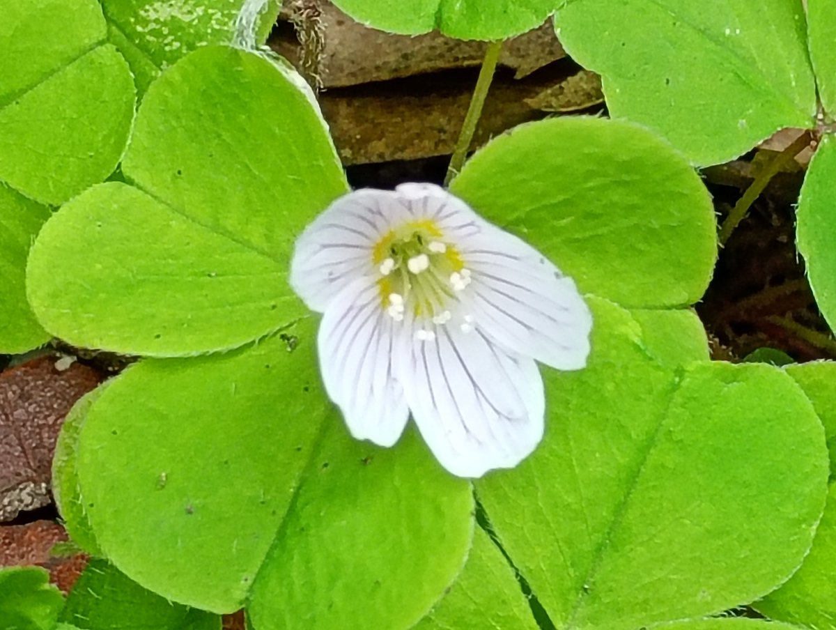 Dr Janet Lees tweet media