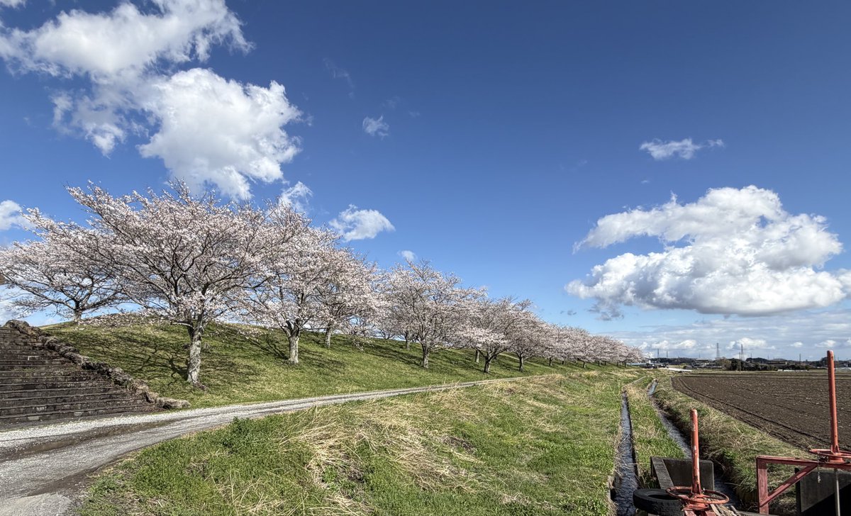 chibitarf's tweet photo. 桜🌸 https://t.co/9IfRUnZ0BA