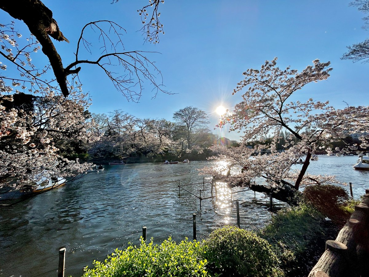 週刊きちじょうじ tweet media